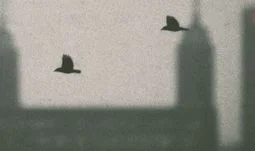 crows flying against a London skyline