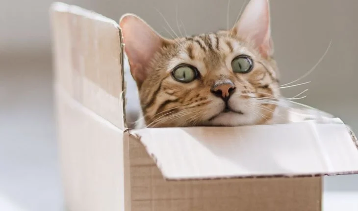 cat in a box