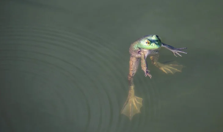 a frog in some water