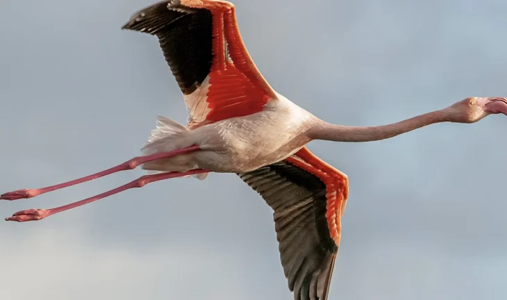 flying flamingo
