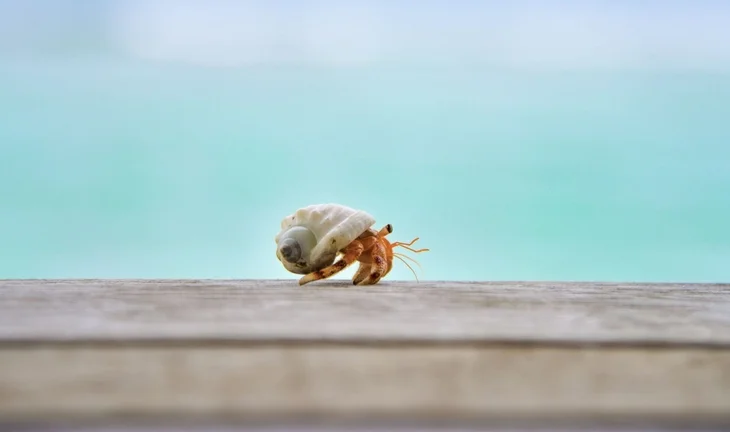 a hermit crab 