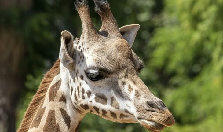 A sad giraffe
