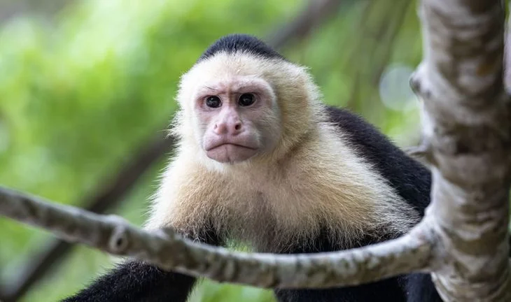 An angry monkey 