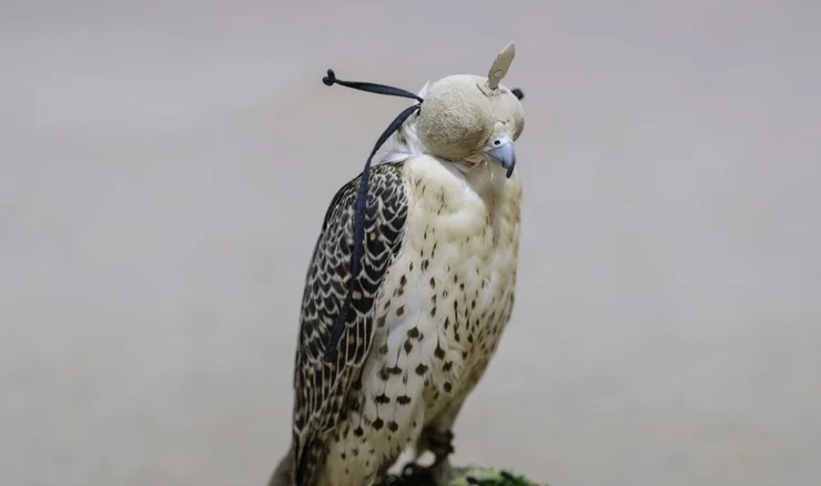 a bird of prey in a hood 