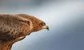 Commodity trading’s apex predators aren’t leaving anything for their rivals